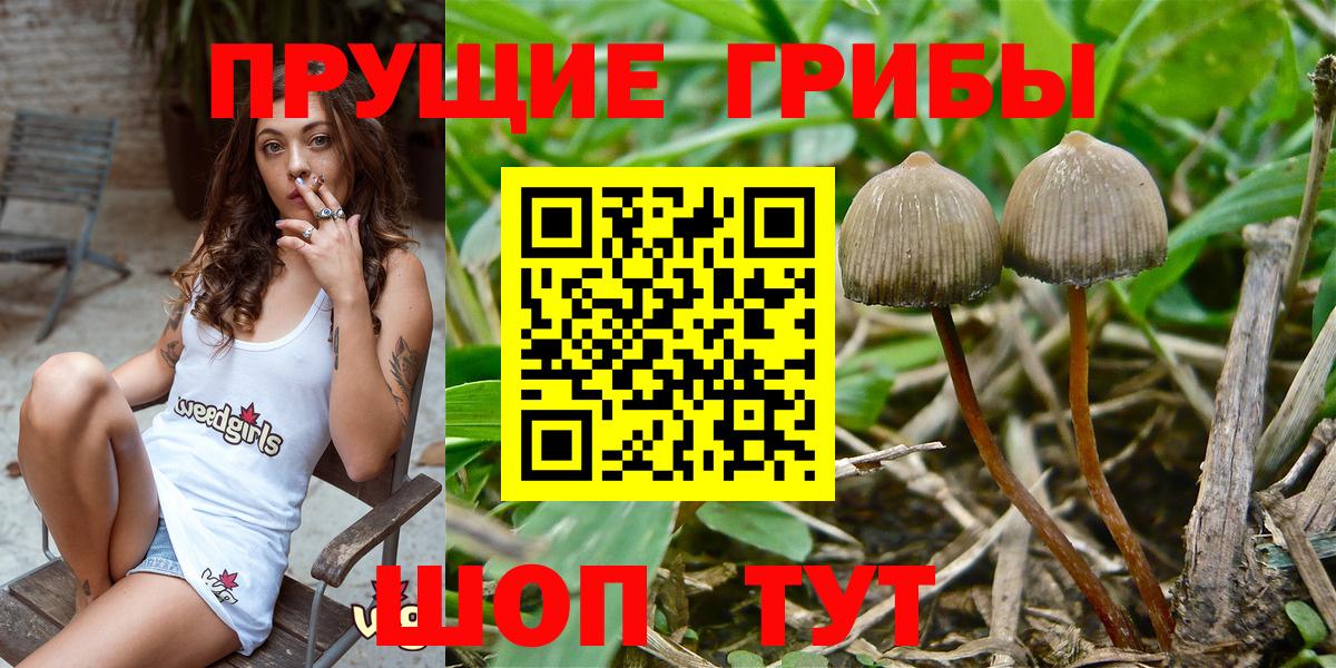 Красный Сулин  Галлюциногенные грибы GOLDEN TEACHER  Вход с VPN 